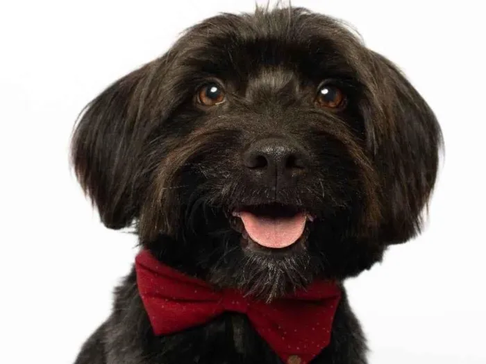 Cachorro ra a SRD-ViraLata idade 2 anos nome Eros