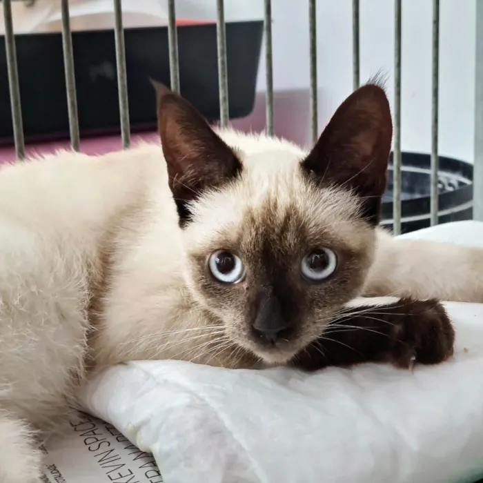 Gato ra a Srd  idade 2 a 6 meses nome Elvis