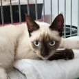 Elvis