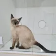 Elvis