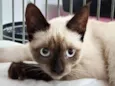 Elvis