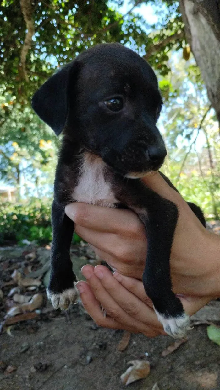 Cachorro ra a Srd idade Abaixo de 2 meses nome 4 fêmeas 