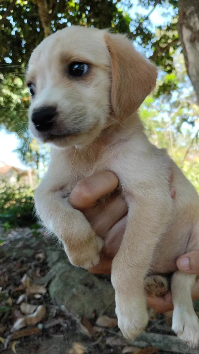 Cachorro ra a Srd idade Abaixo de 2 meses nome 4 fêmeas 