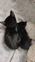 Gatinhos para doação 