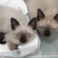 Gatinhos siameses