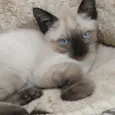Gatinhos siameses