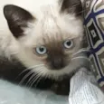 Gatinhos siameses
