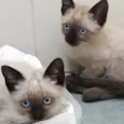 Gatinhos siameses