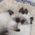 Gatinhos siameses