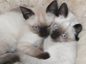Gato raça Siameses  idade 2 a 6 meses nome Gatinhos siameses 