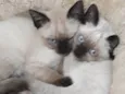 Gatinhos siameses
