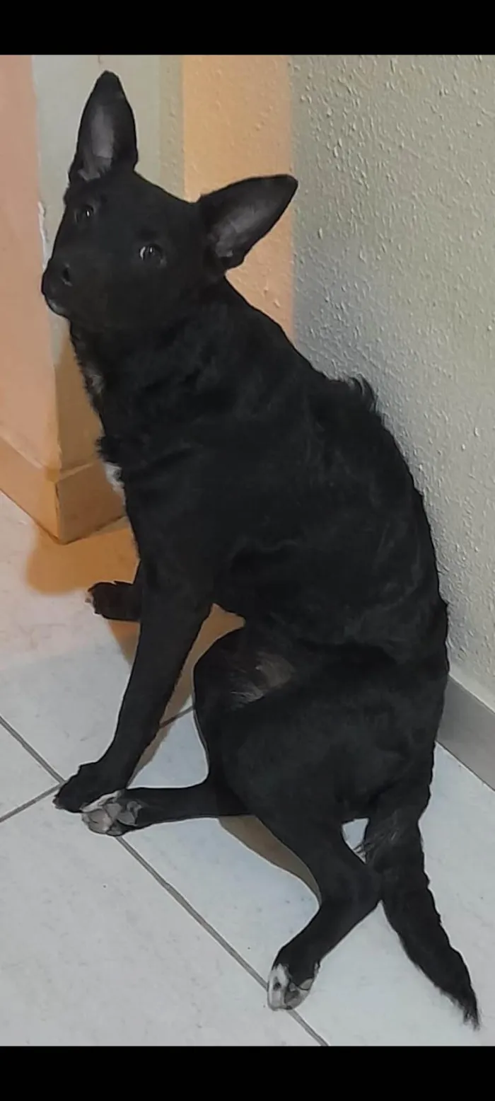 Cachorro ra a SRD idade 1 ano nome Estrela