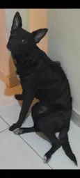 Estrela