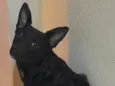 Estrela
