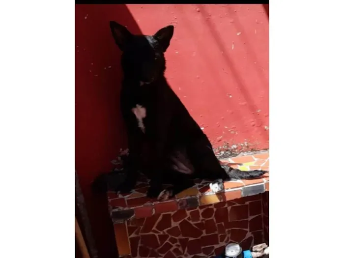 Cachorro ra a SRD idade 1 ano nome Estrela