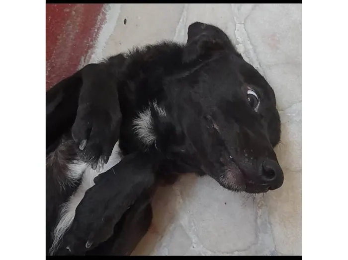 Cachorro ra a SRD idade 1 ano nome Estrela