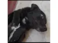 Estrela