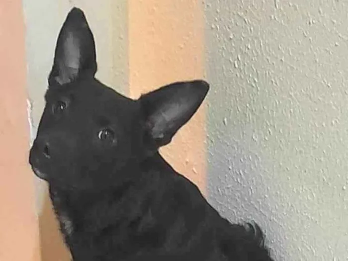 Cachorro ra a SRD idade 1 ano nome Estrela