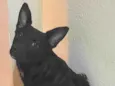 Estrela