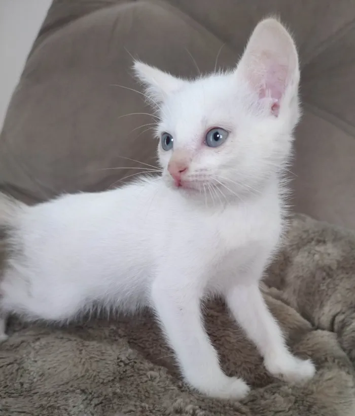 Gato ra a SRD-ViraLata idade  nome Branca