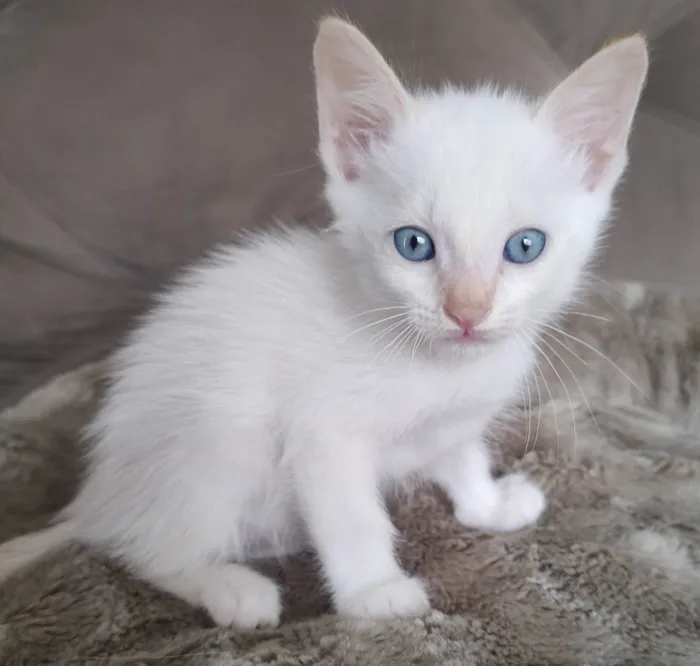 Gato ra a SRD-ViraLata idade 2 a 6 meses nome Branco