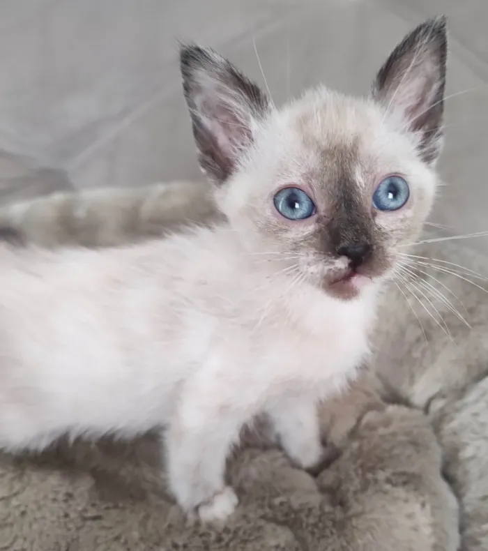 Gato ra a SRD-ViraLata idade 2 a 6 meses nome Branca