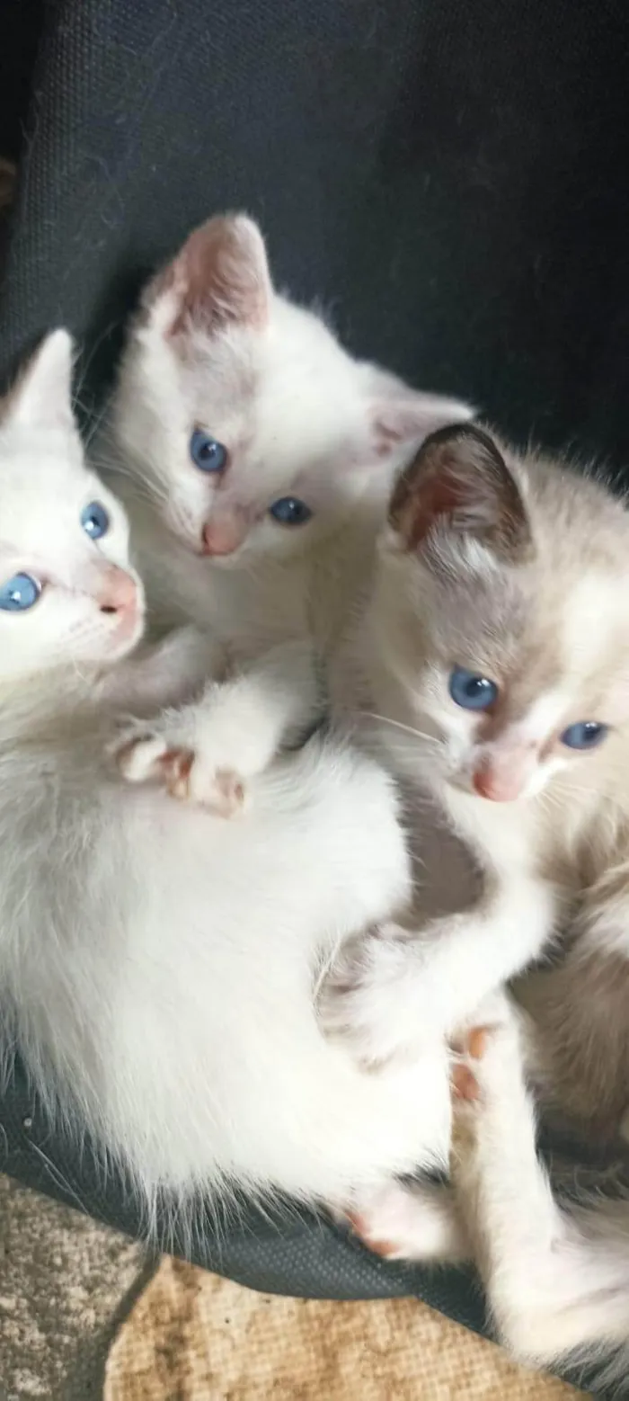 Gato ra a SRD-ViraLata idade 2 a 6 meses nome Filhotes