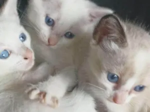 Gato raça SRD-ViraLata idade 2 a 6 meses nome Filhotes