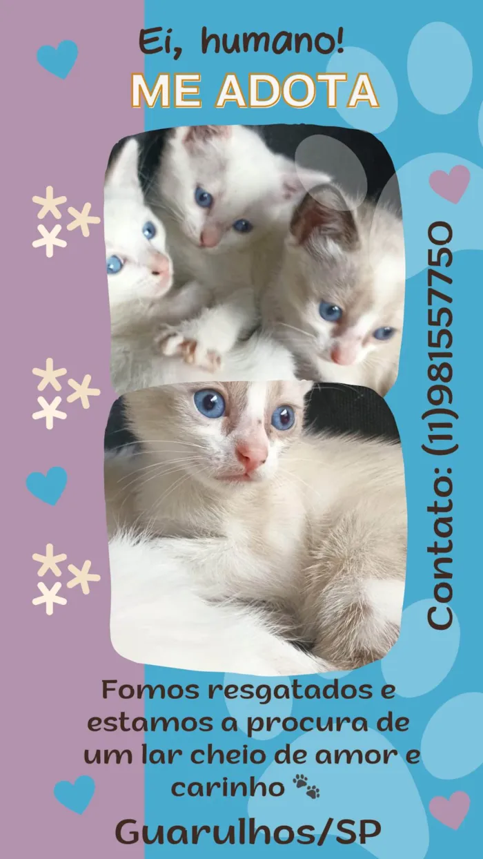 Gato ra a SRD-ViraLata idade 2 a 6 meses nome Filhotes