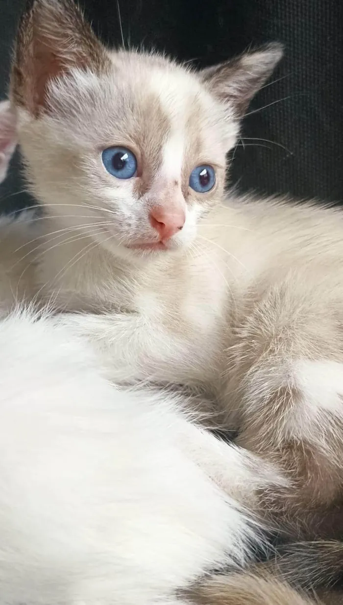 Gato ra a SRD-ViraLata idade 2 a 6 meses nome Filhotes