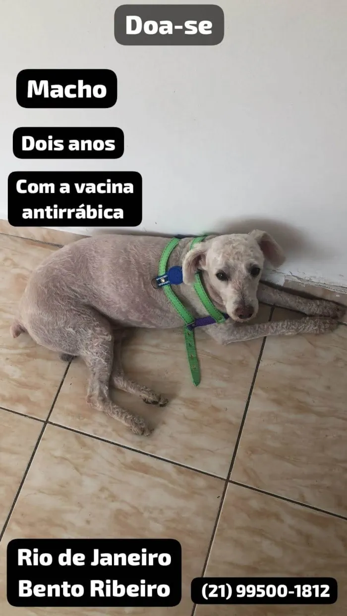 Cachorro ra a Poodle idade 2 anos nome Pantaleão 