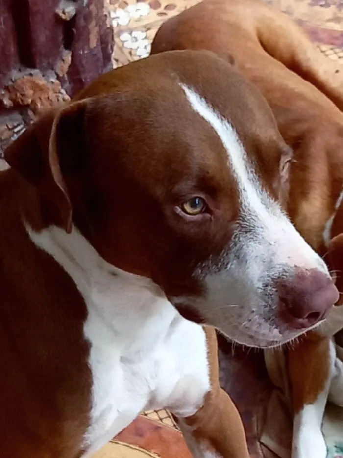 Cachorro ra a Pitbull idade 2 anos nome Moreno