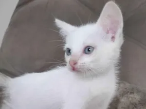 Gato raça SRD-ViraLata idade  nome Branca