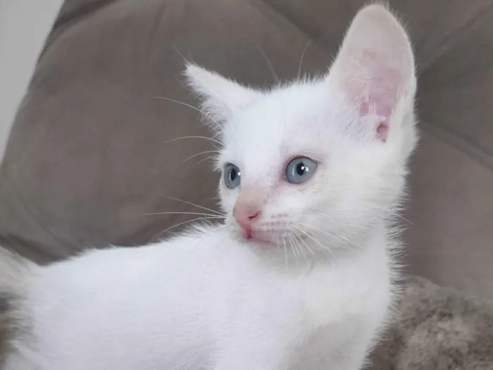 Gato ra a SRD-ViraLata idade  nome Branca