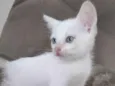 Branca