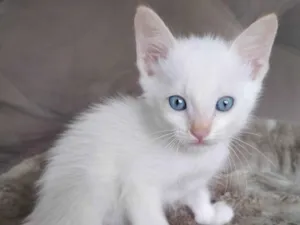 Gato raça SRD-ViraLata idade 2 a 6 meses nome Branco
