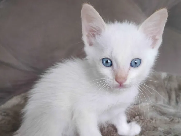 Gato ra a SRD-ViraLata idade 2 a 6 meses nome Branco