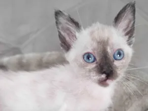 Gato raça SRD-ViraLata idade 2 a 6 meses nome Branca