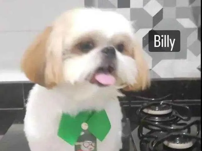 Cachorro ra a Shitzu idade 7 a 11 meses nome Bili
