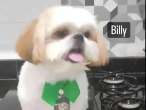 Cachorro raça Shitzu idade 7 a 11 meses nome Bili