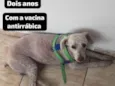 Pantaleão 