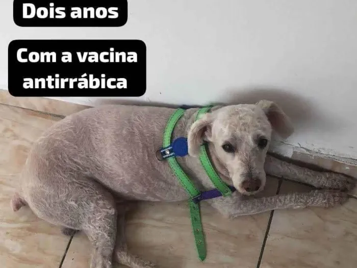 Cachorro ra a Poodle idade 2 anos nome Pantaleão 