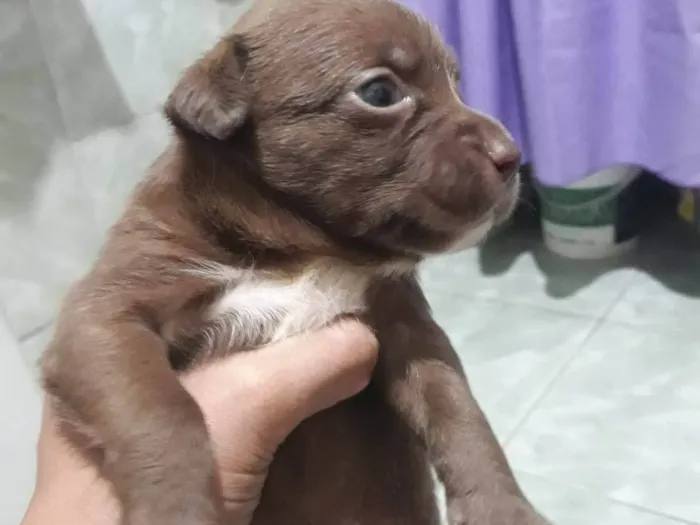 Cachorro ra a SRD-ViraLata idade Abaixo de 2 meses nome Filhotes 30 dias