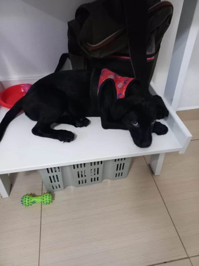 Cachorro ra a SRD idade 2 a 6 meses nome Apolo