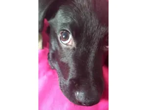 Cachorro raça SRD idade 2 a 6 meses nome Apolo