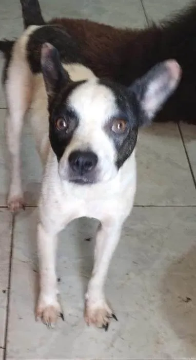 Cachorro ra a SRD-ViraLata idade 2 anos nome Merlim