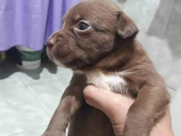 Cachorro ra a SRD-ViraLata idade Abaixo de 2 meses nome Filhotes 30 dias