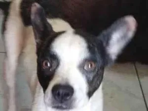 Cachorro raça SRD-ViraLata idade 2 anos nome Merlim