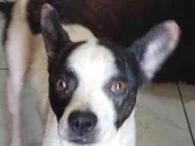 Cachorro ra a SRD-ViraLata idade 2 anos nome Merlim
