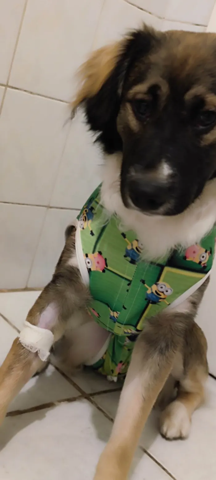 Cachorro ra a SRD-ViraLata idade 7 a 11 meses nome Joaquim Félix 